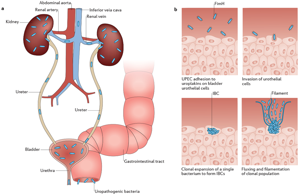 Figure 1: