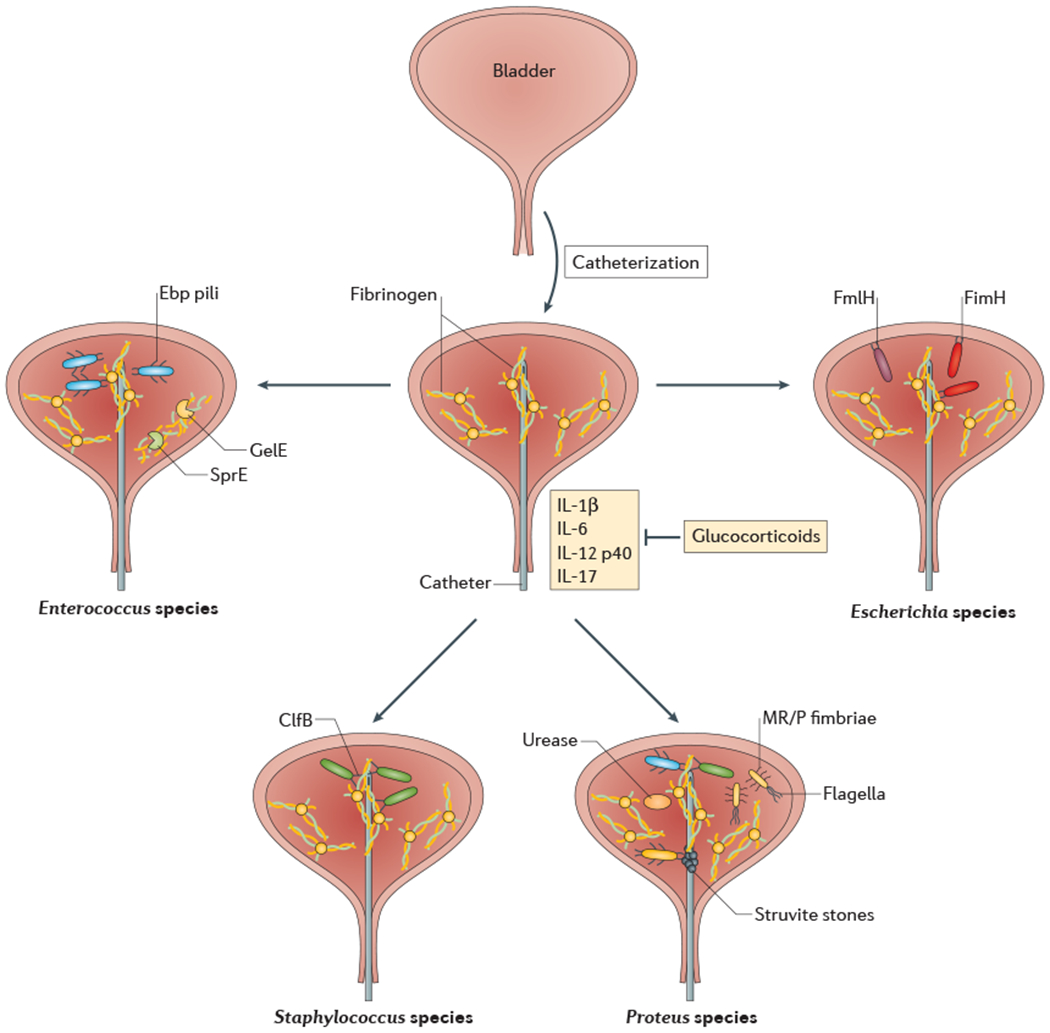 Figure 3: