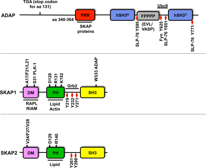 Figure 2