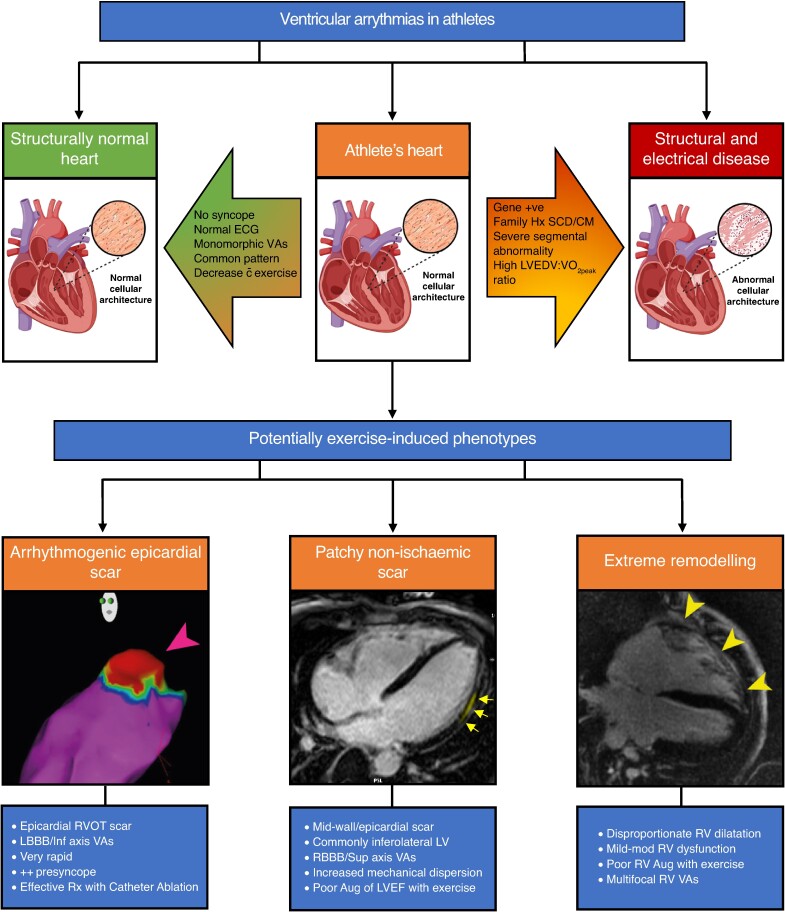 Graphical Abstract