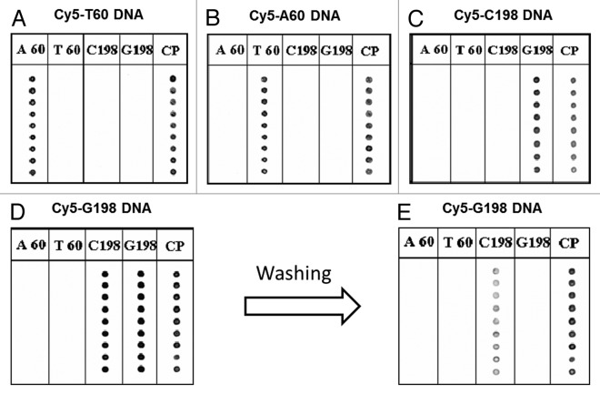 graphic file with name adna-3-63-g4.jpg