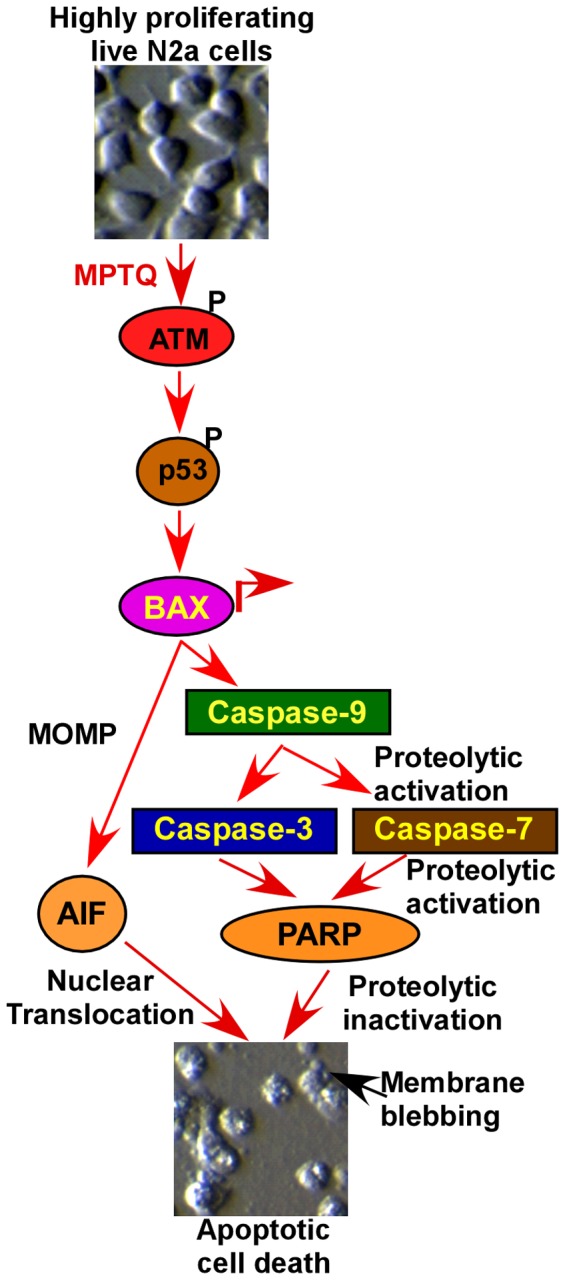 Figure 12