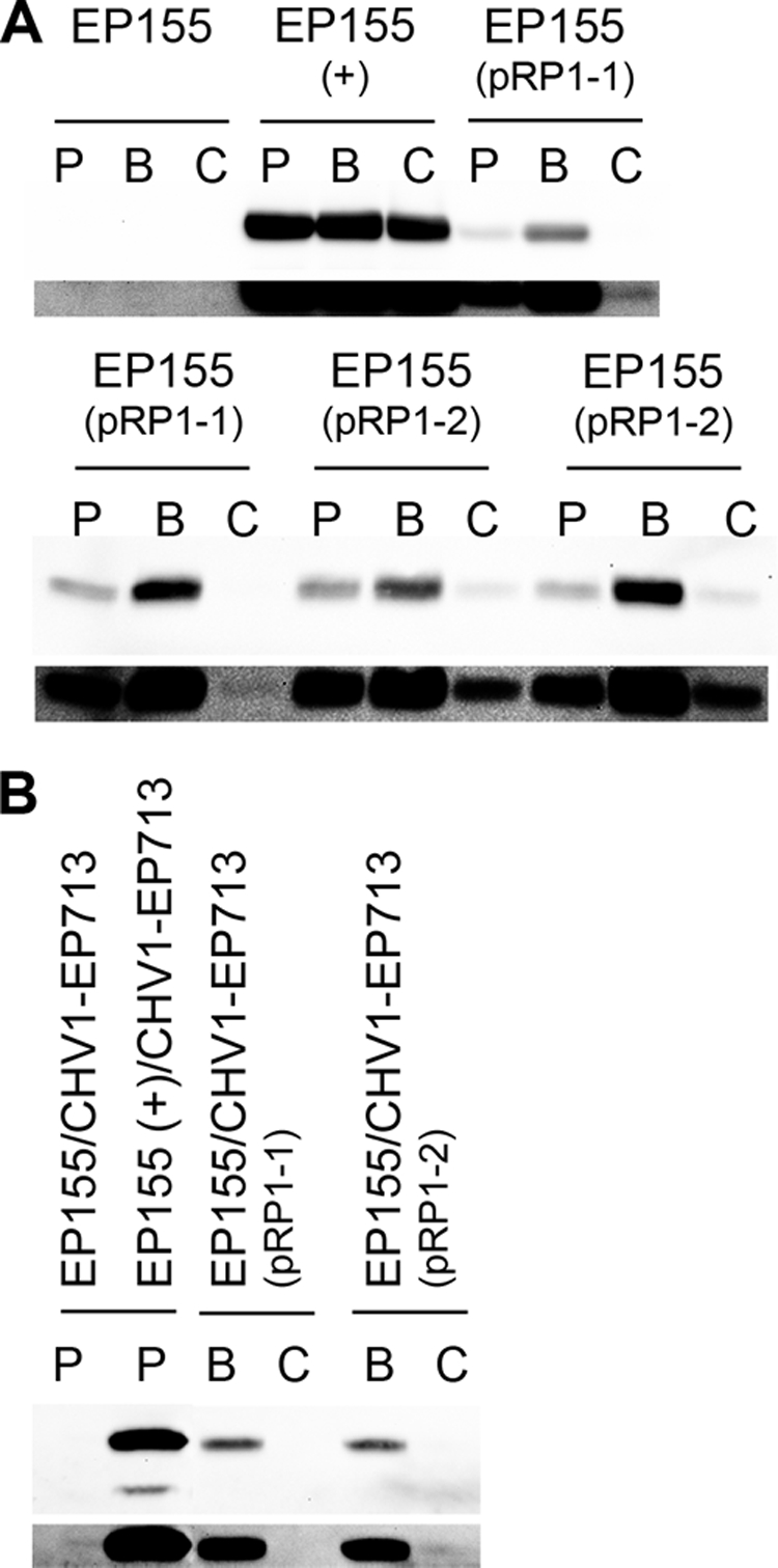 FIG. 2.