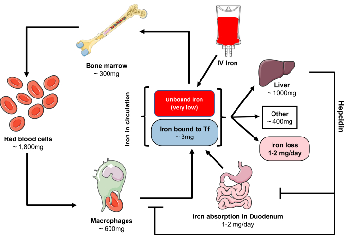 Figure 1