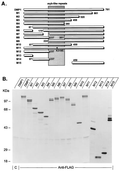 FIG. 1