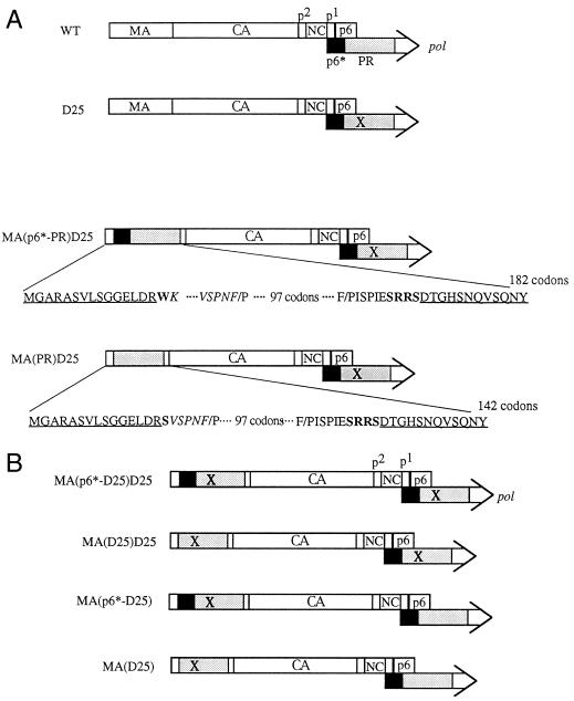 FIG. 1