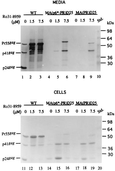 FIG. 3