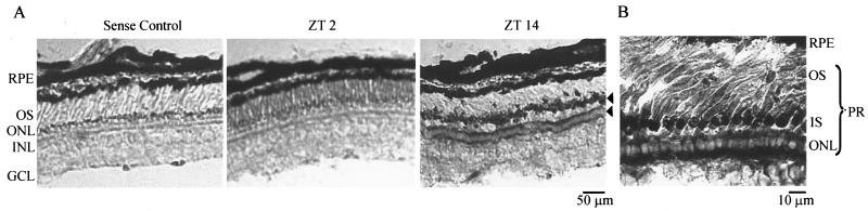 FIG. 1.