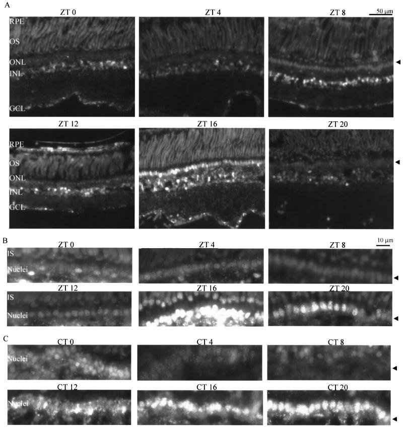 FIG. 6.