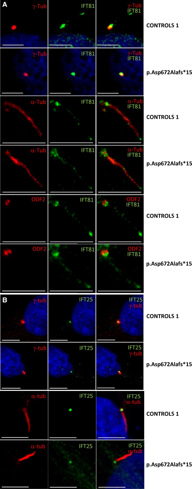 Figure 3