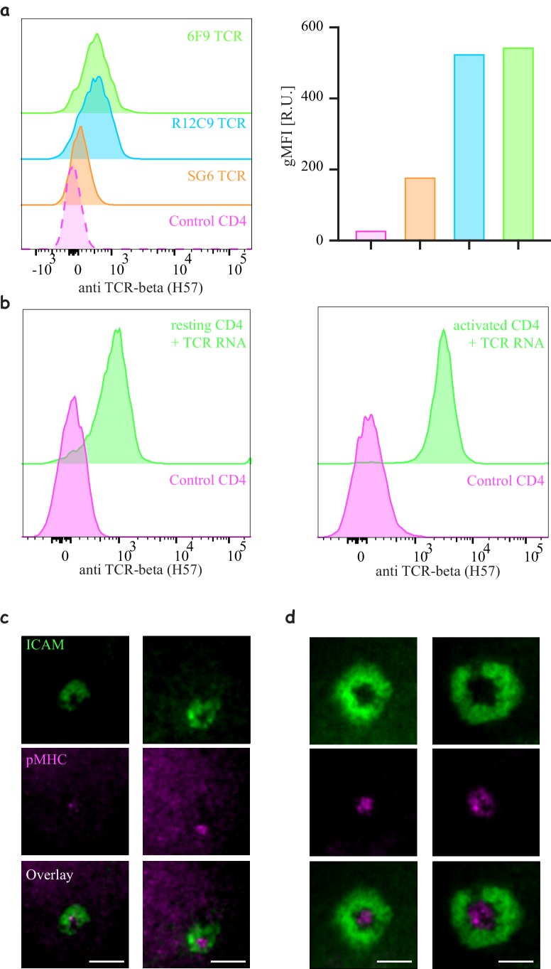 Figure 2—figure supplement 4.