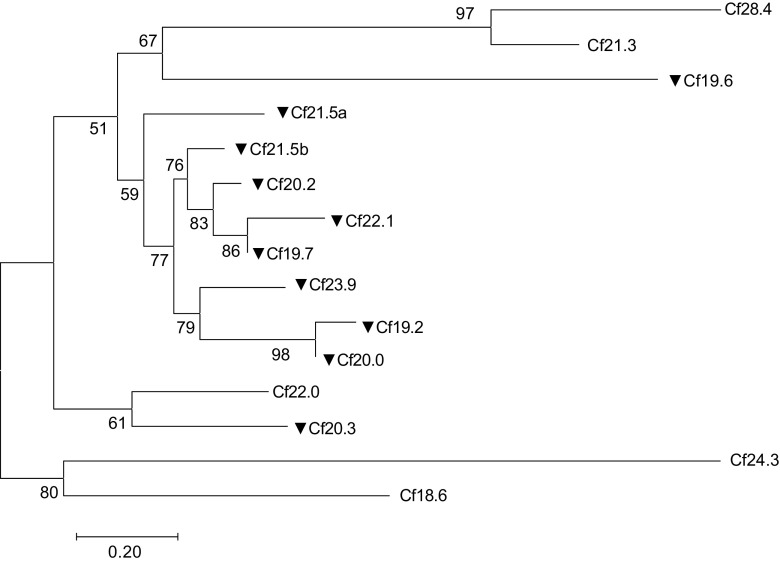 Fig. 2