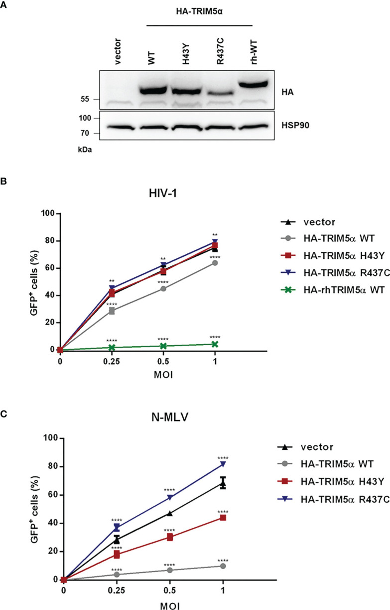 Figure 2