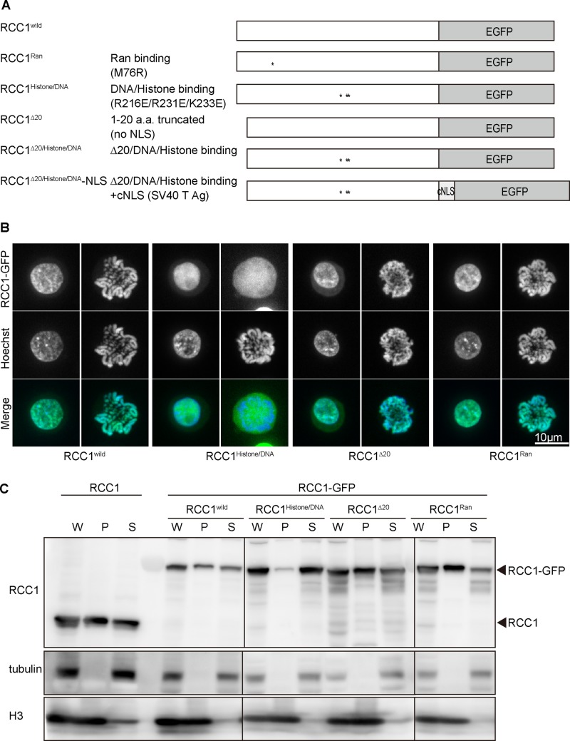 FIGURE 3: