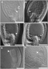 Figure 6.