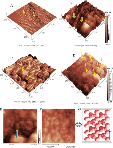 FIGURE 4.