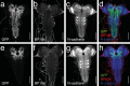 Figure 4—figure supplement 1.