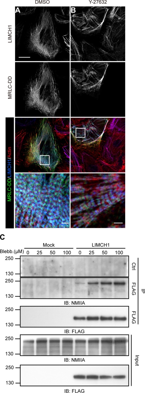 FIGURE 5: