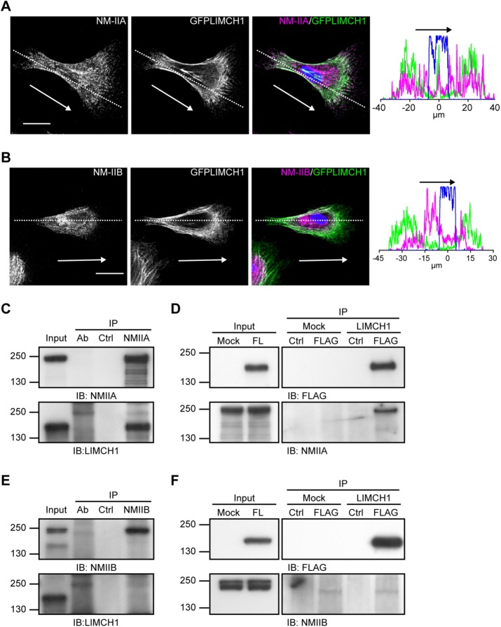 FIGURE 3: