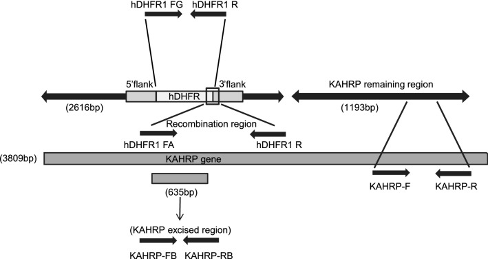 Fig. 3