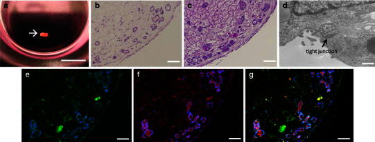 Fig. 5