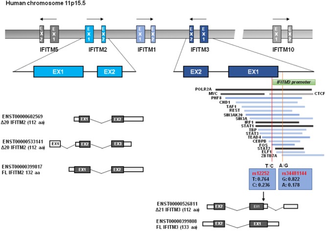 FIGURE 1