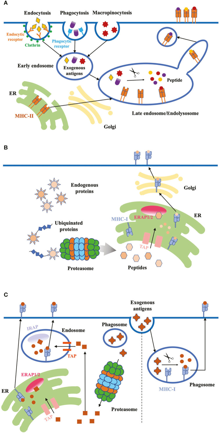 Figure 2