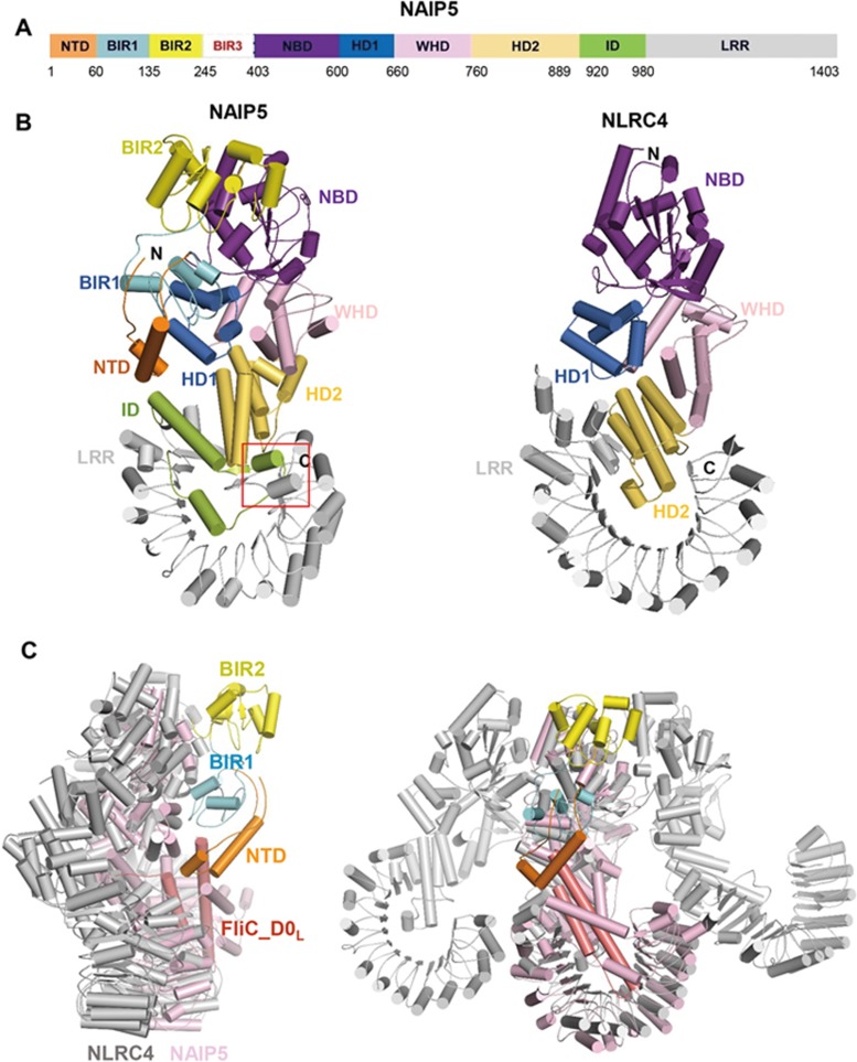 Figure 2