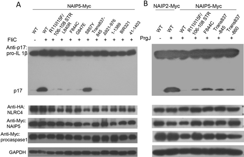 Figure 5