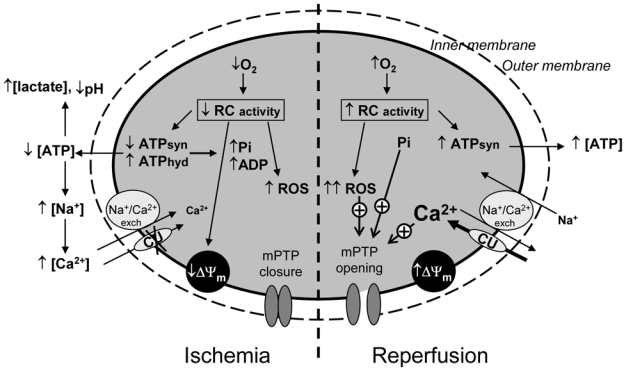 Fig. (1)