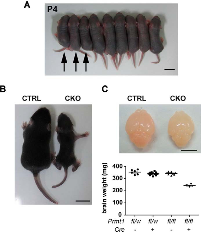 FIGURE 3.