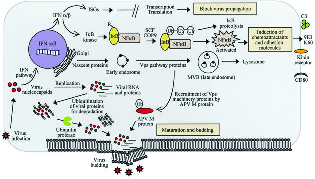 FIG. 3.