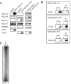 Figure 8—figure supplement 3.