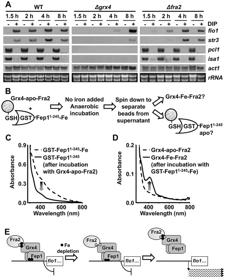 Fig 6