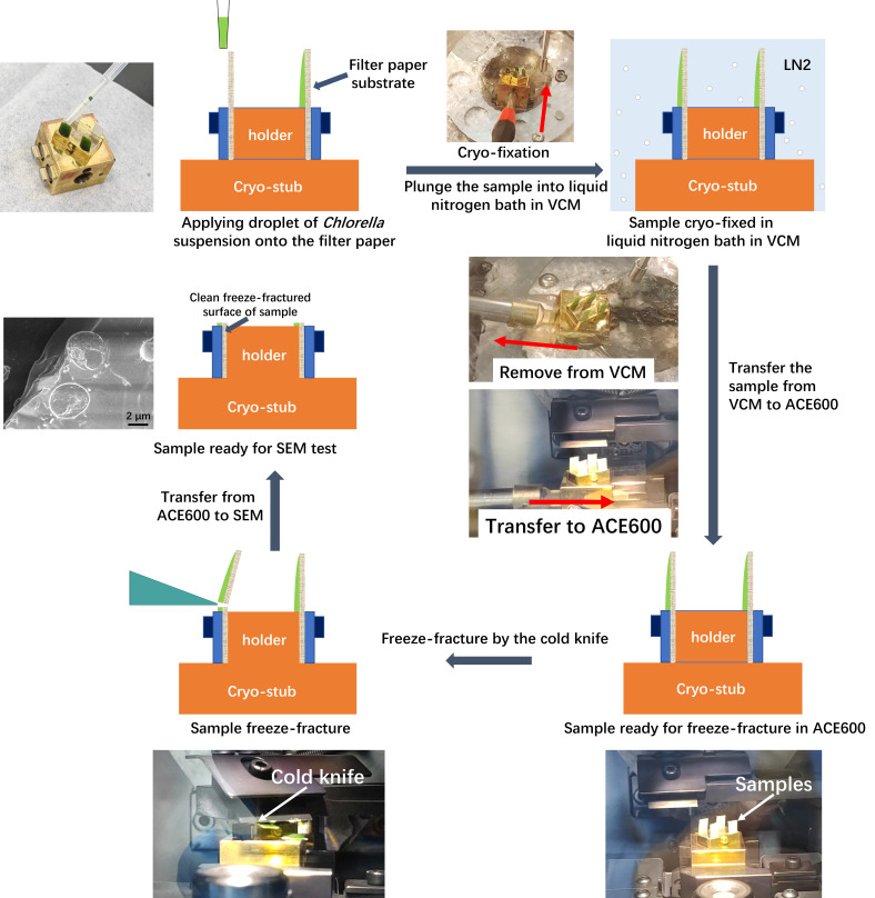 graphic file with name BioProtoc-14-24-5143-ga001.jpg