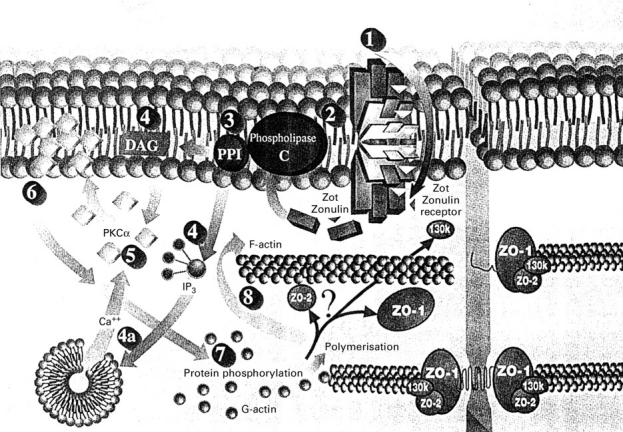 Figure 1  