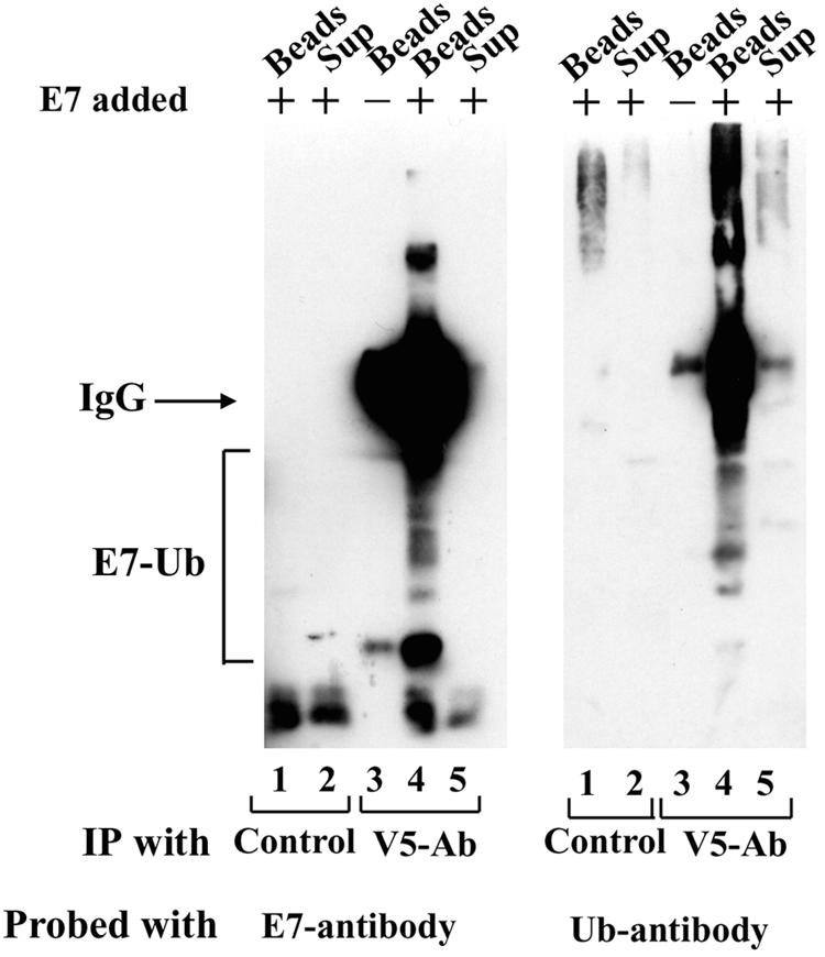 FIG. 6.