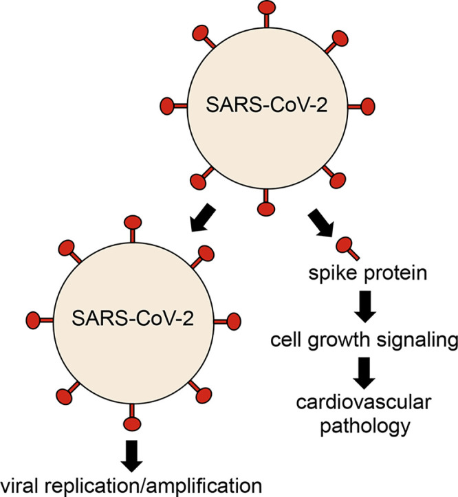 Unlabelled Image