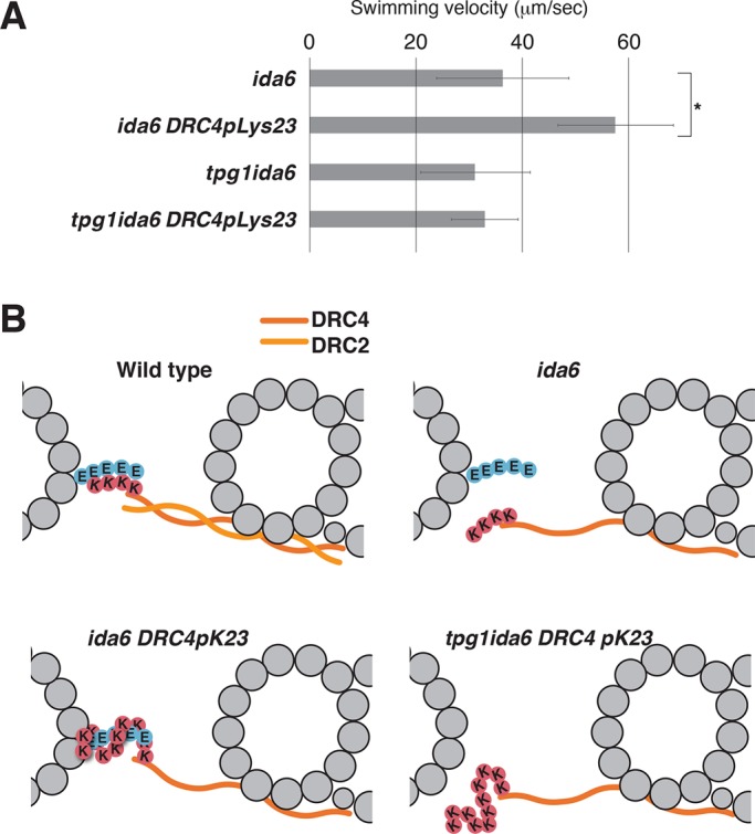 FIGURE 4: