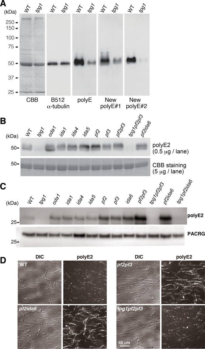 FIGURE 1: