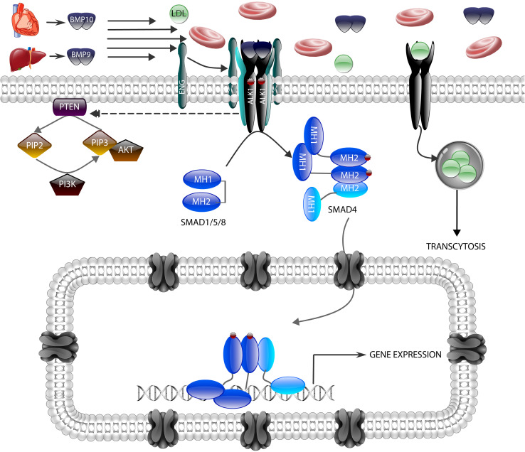 Fig. 1