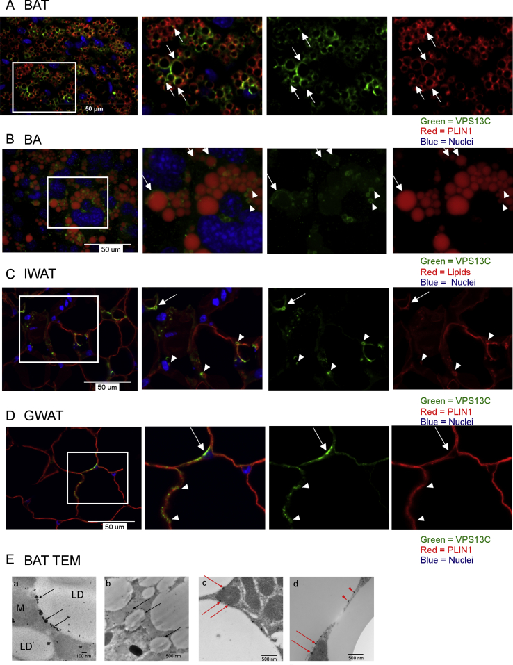 Figure 2