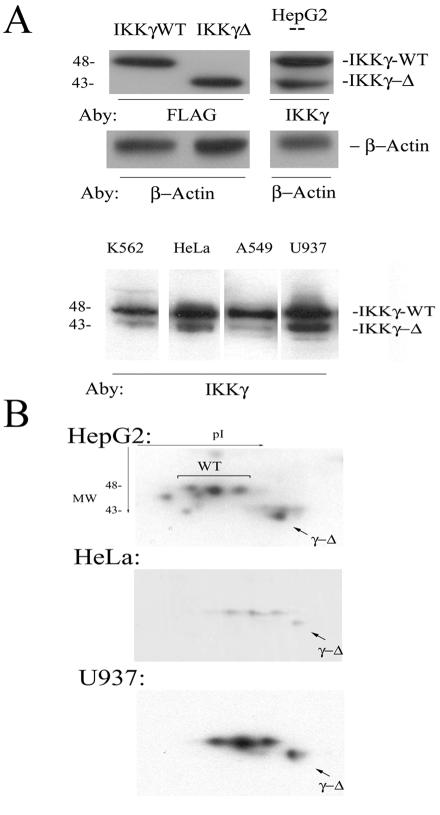 FIG. 1.