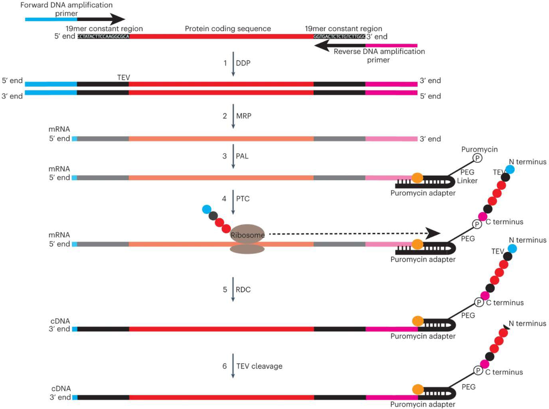 Fig. 3: