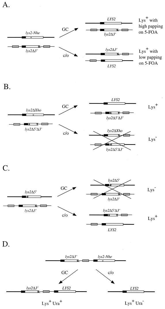 FIG. 1