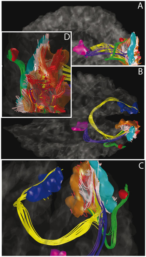 Visual system white matter connectivity derived from tractography: Views from the left (a), from the top (b), zoomed anterior (c) and posterior (d).