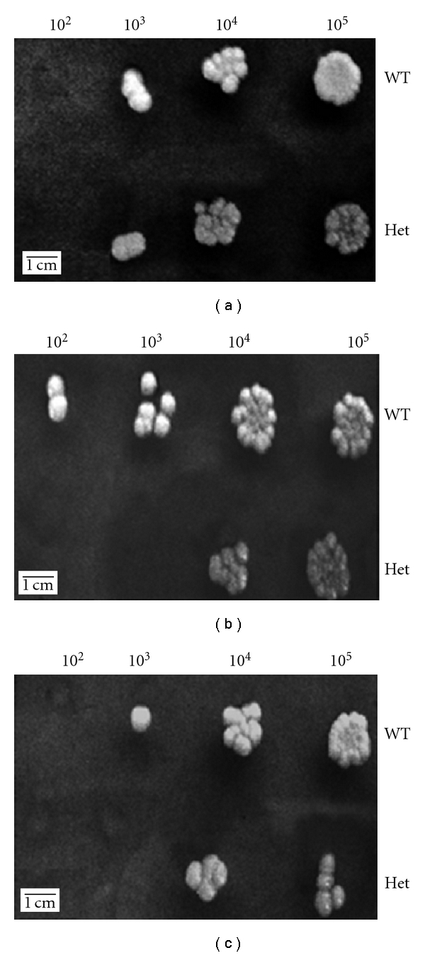 Figure 6