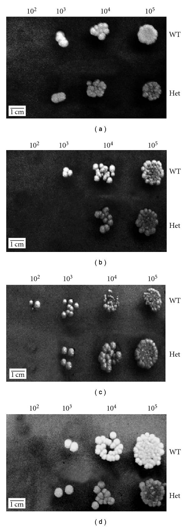 Figure 7