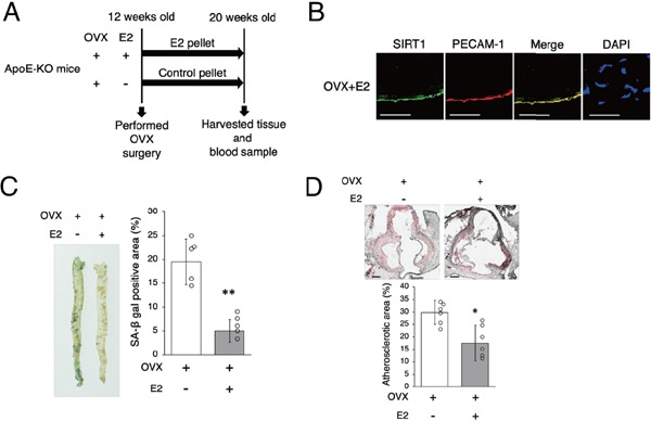 Fig. 2-1.