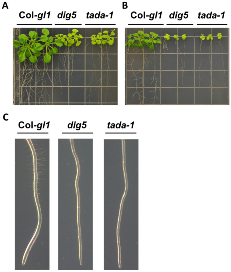 Figure 7